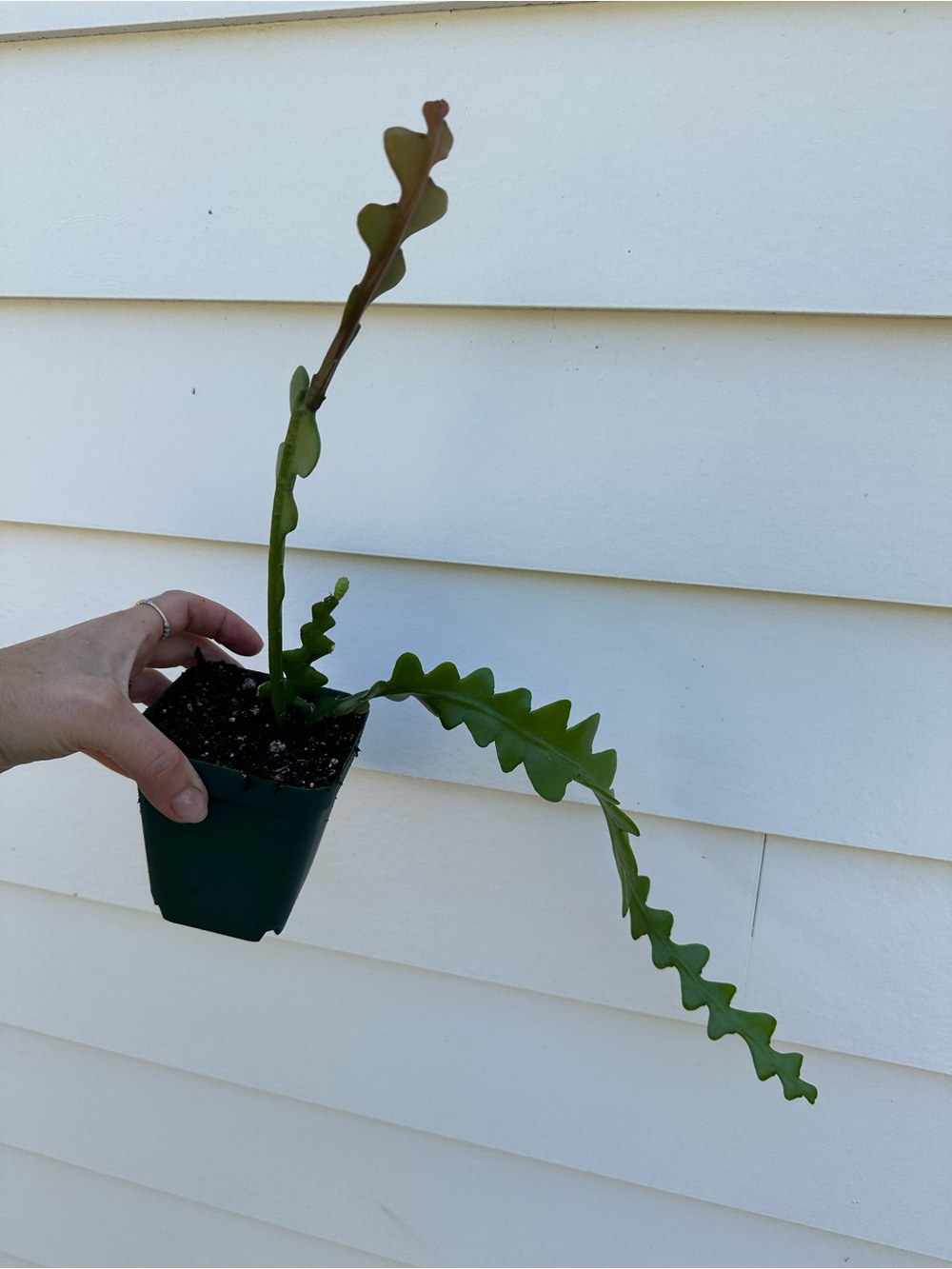 Fishbone Cactus / Ric Rac Cactus – Live Plant